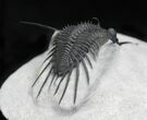 Stunningly Prepared Psychopyge elegans Trilobite - #22131-3